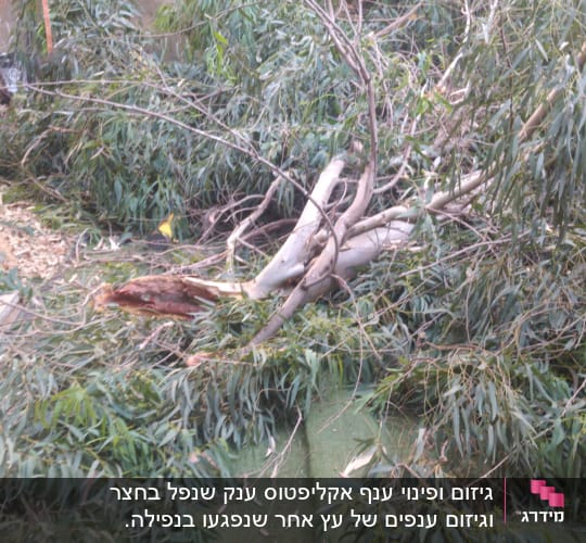 העץ שנפל
